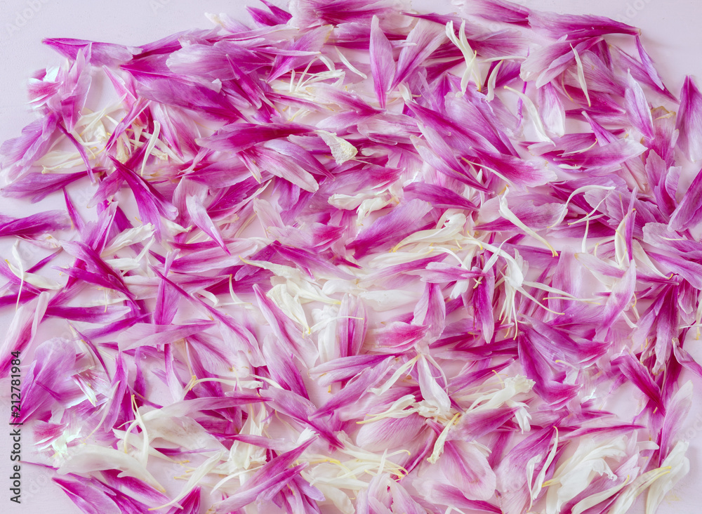 on a pink background petals of pink and white peony flowers on a pink background petals of pink and white peony flowers