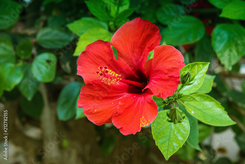 Hibiscus flower in the garden with water drops . Detail of the stamen and pistil