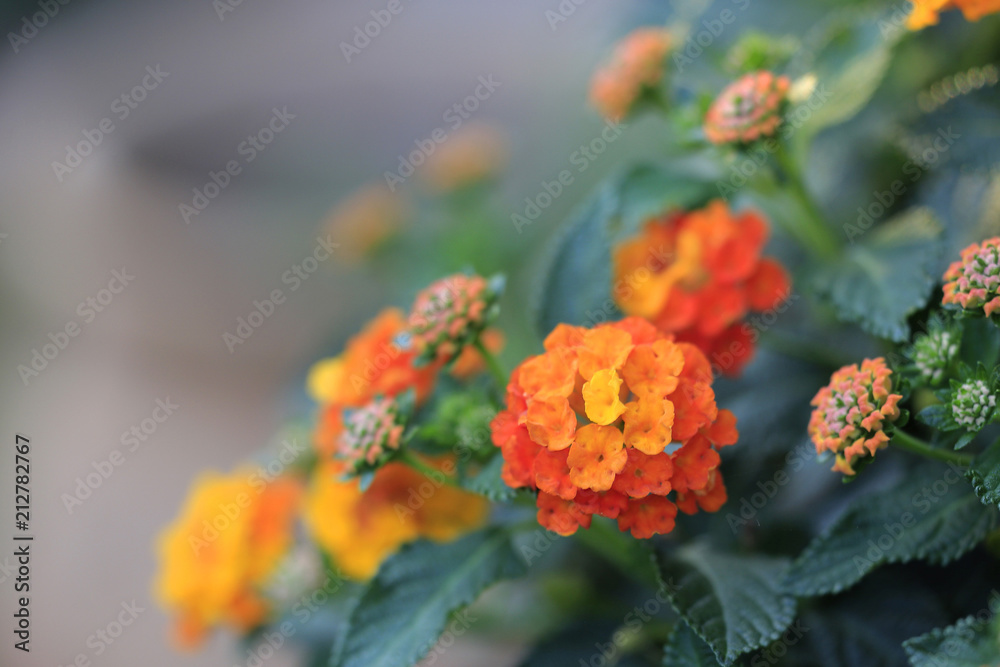 Wandelröschen (Lantana camara) Blüten Wandelröschen (Lantana camara) Blüten