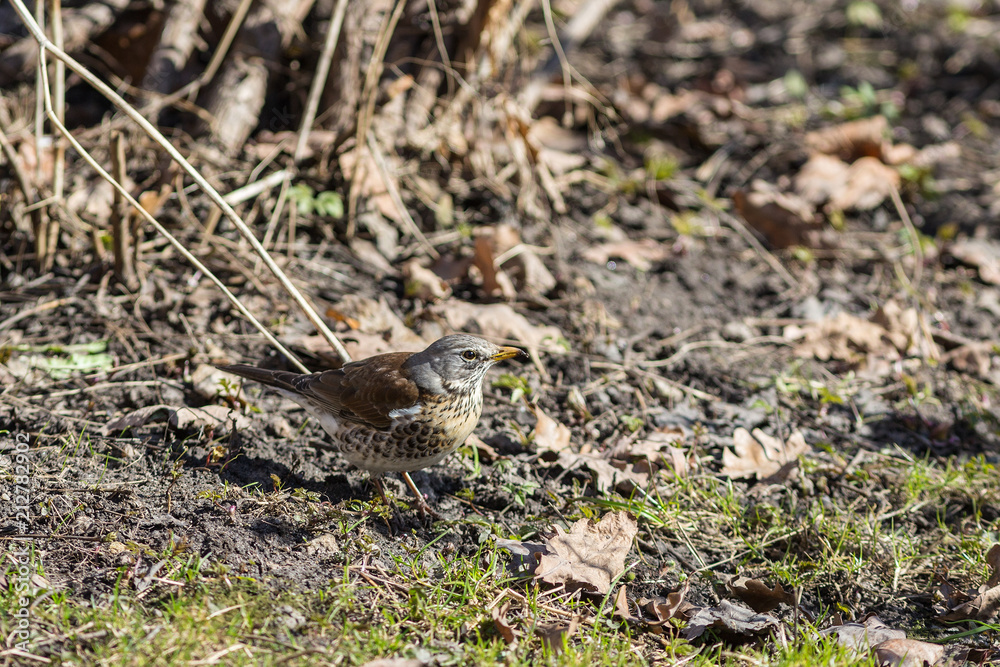 fieldfare in spring fieldfare in spring