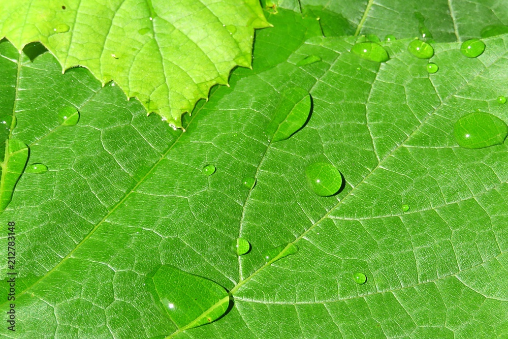 Dew on green grape leaves in the garden after rain, closeup Dew on green grape leaves in the garden after rain, closeup