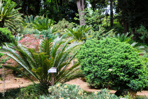 Cycas revoluta (sago palm, king sago, sago cycad, Japanese sago palm) in botanical garden photo