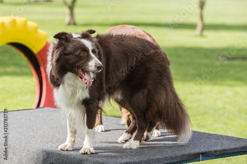border collie dog outdoors in Belgium