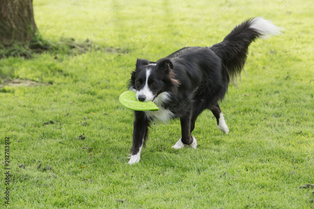 border collie dog outdoors in Belgium border collie dog outdoors in Belgium