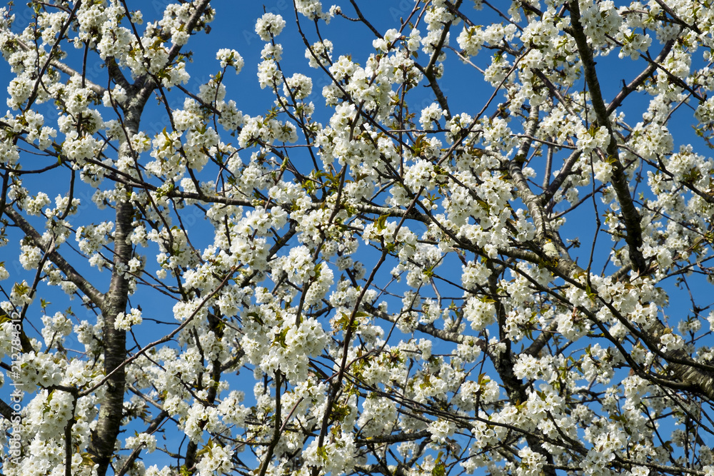 Fototapeta premium Profuse white spring pear blossom