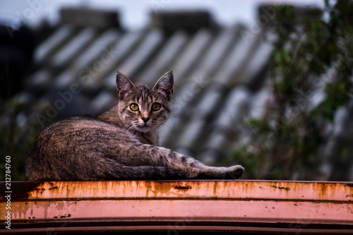 фотографія Sorpresa