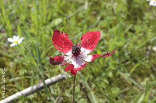 Fototapeta Naklejka Na Ścianę i Meble -  Worn wild red poppy flower