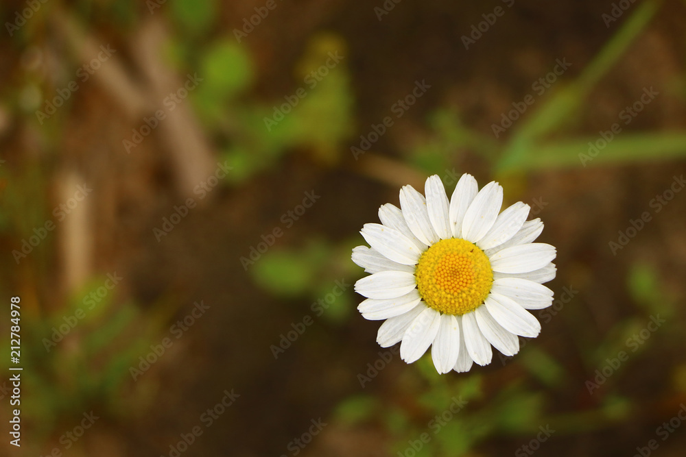 very beautiful flower close-up on a green background