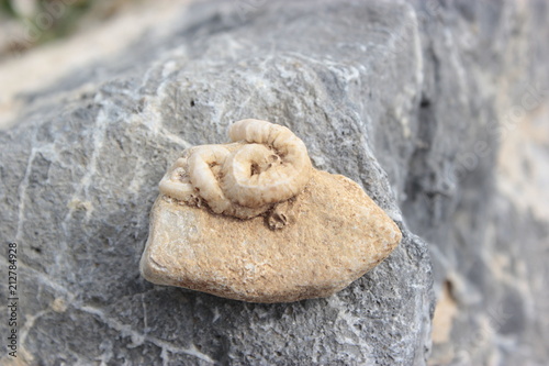 Worm shape sea shell attached to a stone
