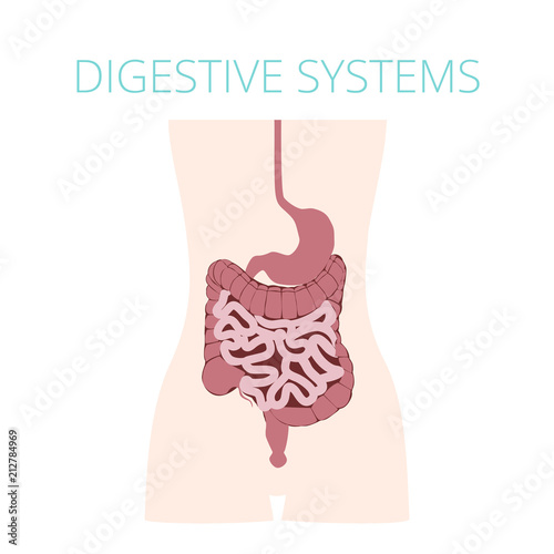 Human digestive system