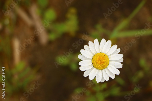 very beautiful flower close-up on a green background