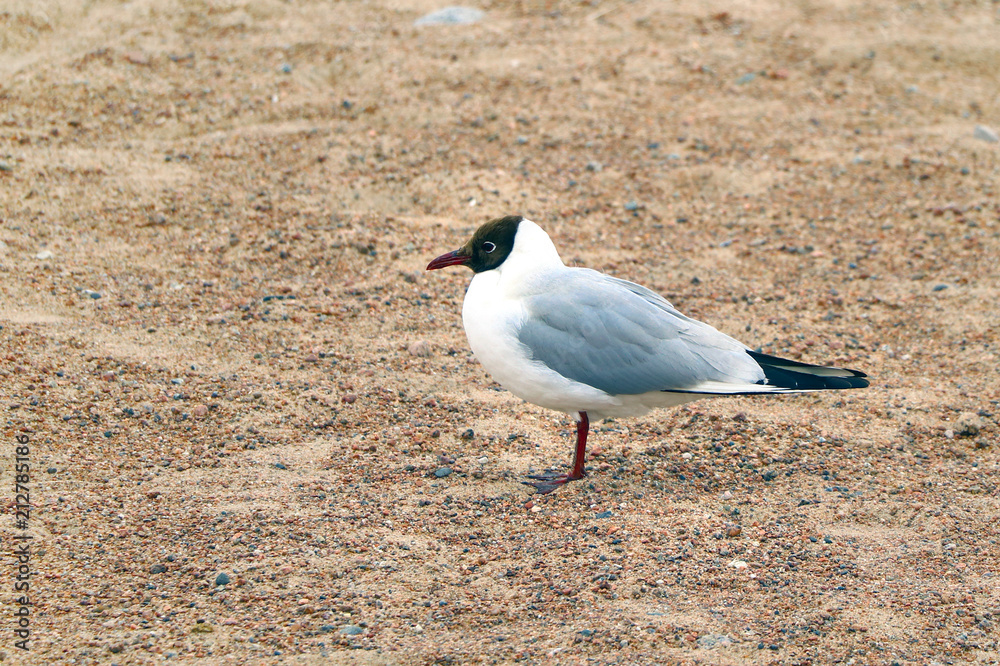 Fototapeta premium gull closeup on the sand