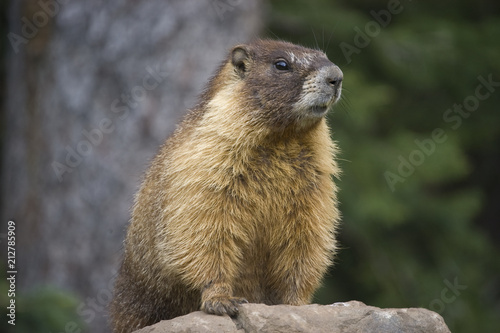 ground hog