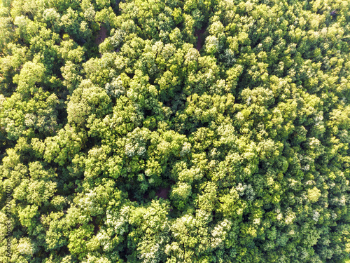 green trees top view background image