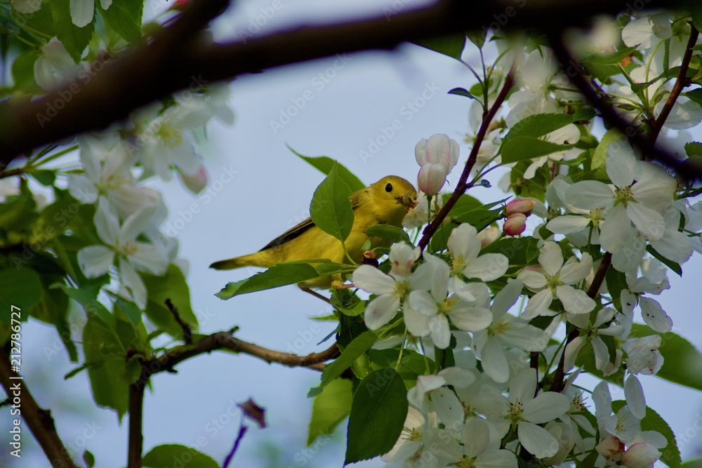 Obraz premium Beautiful yellow little bird on the tree with white flowers