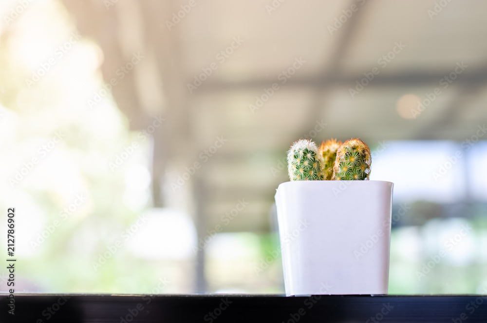 Cactus in white pots located beside the window. Cactus in white pots located beside the window.