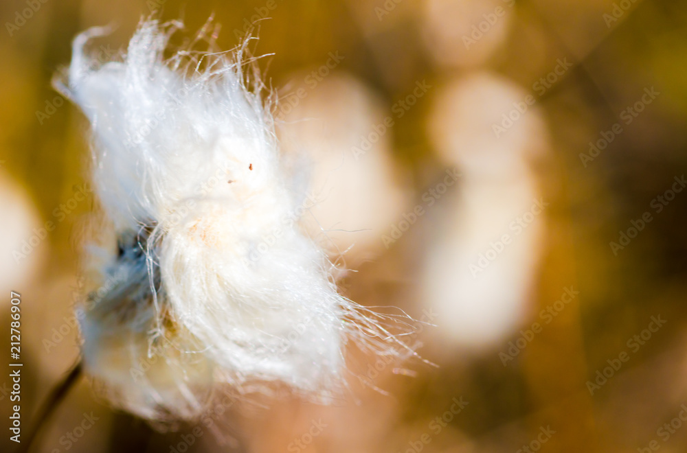 close up of Dandelion on background green grass with shallow focus, spring abstract color close up of Dandelion on background green grass with shallow focus, spring abstract color