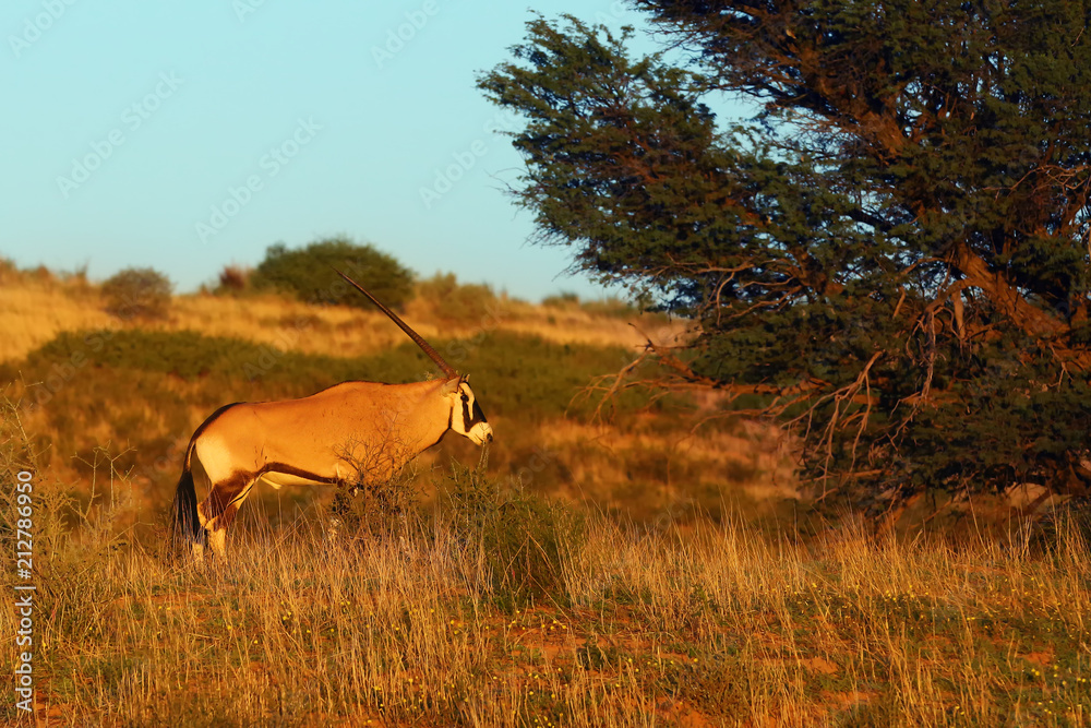 The gemsbok or gemsbuck (Oryx gazella)  in the desert. Oryx in the dry desert river in the morning light.