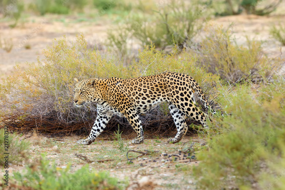 The African leopard (Panthera pardus pardus) walks early in the morning in the desert. Young male patrolling the border of the territory. The African leopard (Panthera pardus pardus) walks early in the morning in the desert. Young male patrolling the border of the territory.