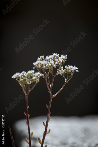 Planta con florecillas blancas photo