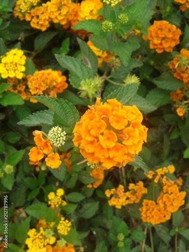 orange flowers © Gabriela
