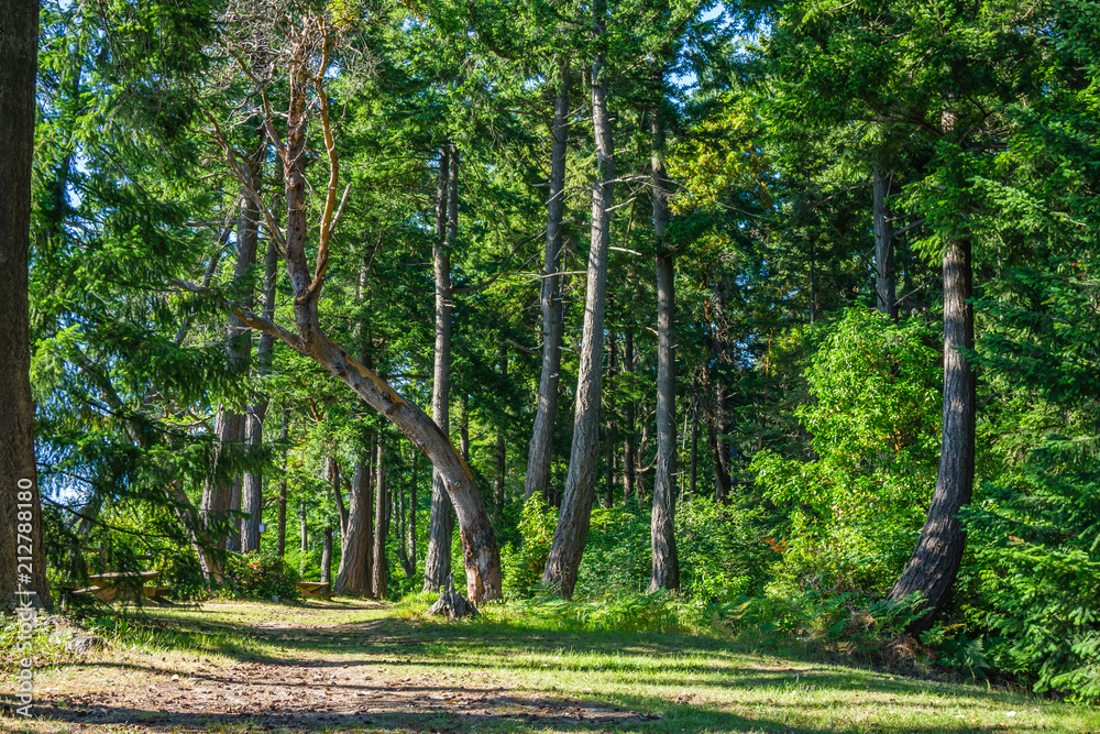 Fototapeta premium Leaning Tree Landscape