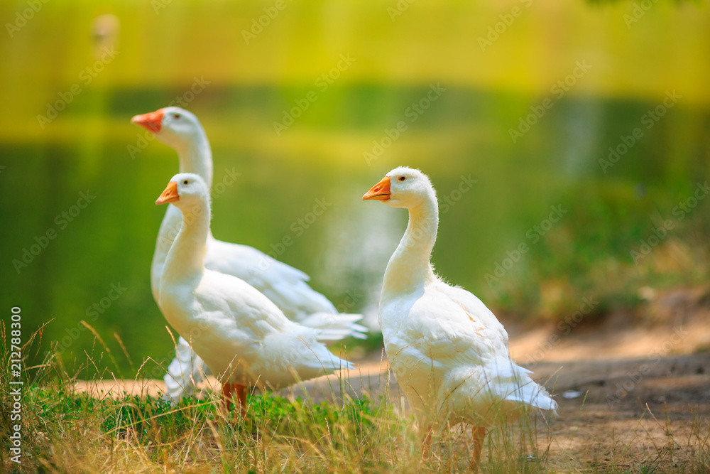 Three white geese family walking near the pond Three white geese family walking near the pond