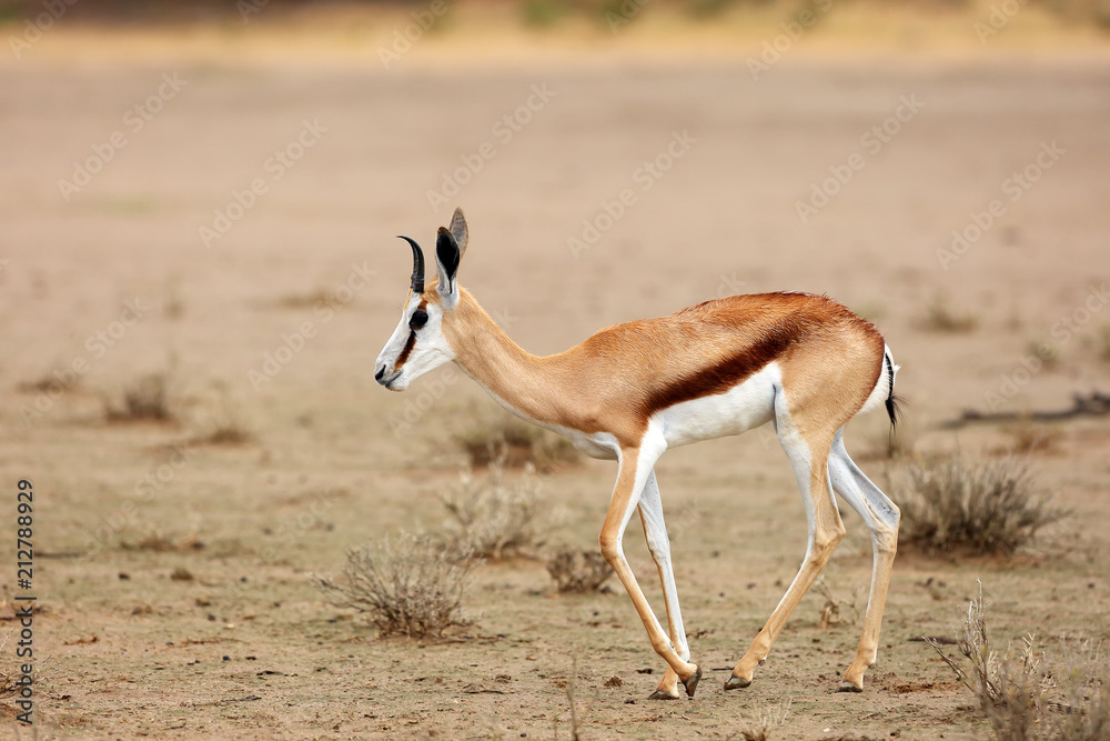 The springbok (Antidorcas marsupialis) , portrait of the young antelope. The springbok (Antidorcas marsupialis) , portrait of the young antelope.