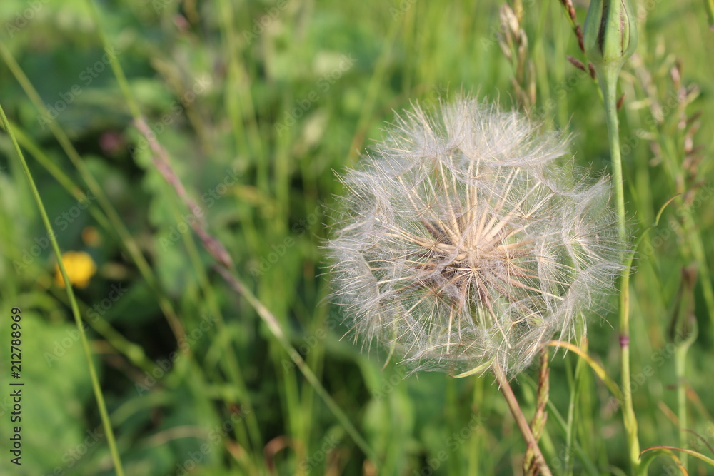 Dandelion flowers are white and fluffy with ripe seeds ready to fly away when the wind blows. 