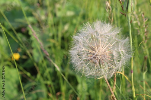 Dandelion flowers are white and fluffy with ripe seeds ready to fly away when the wind blows. 