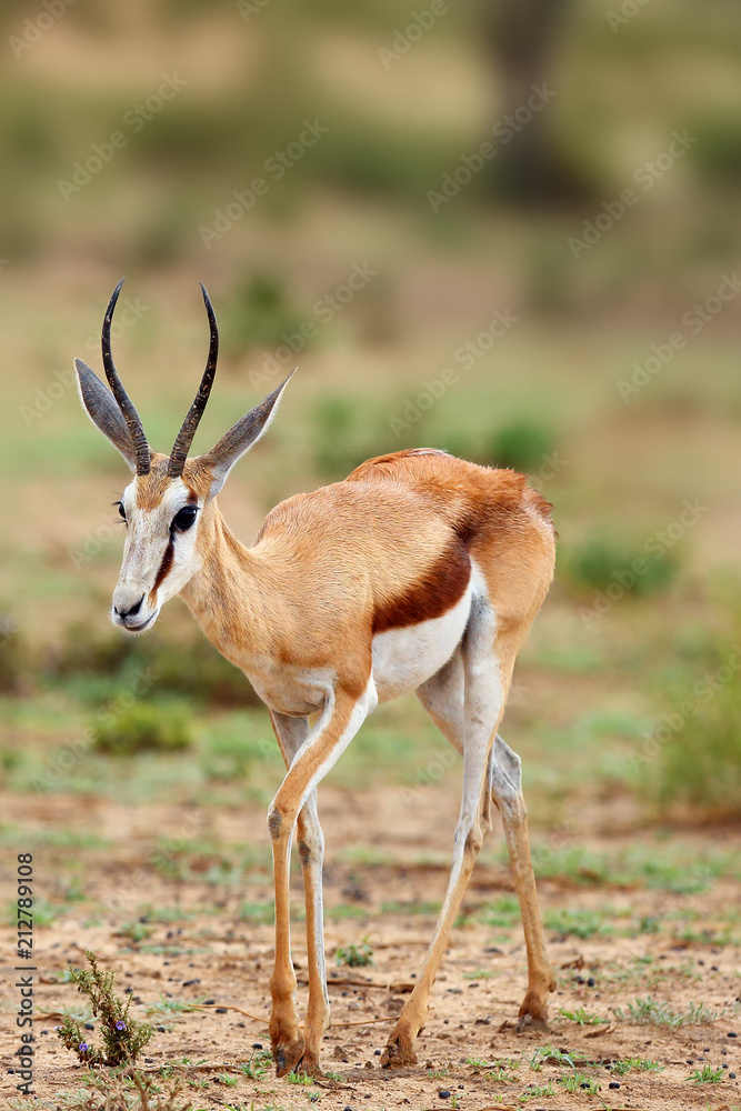 The springbok (Antidorcas marsupialis) , portrait of the young antelope. The springbok (Antidorcas marsupialis) , portrait of the young antelope.