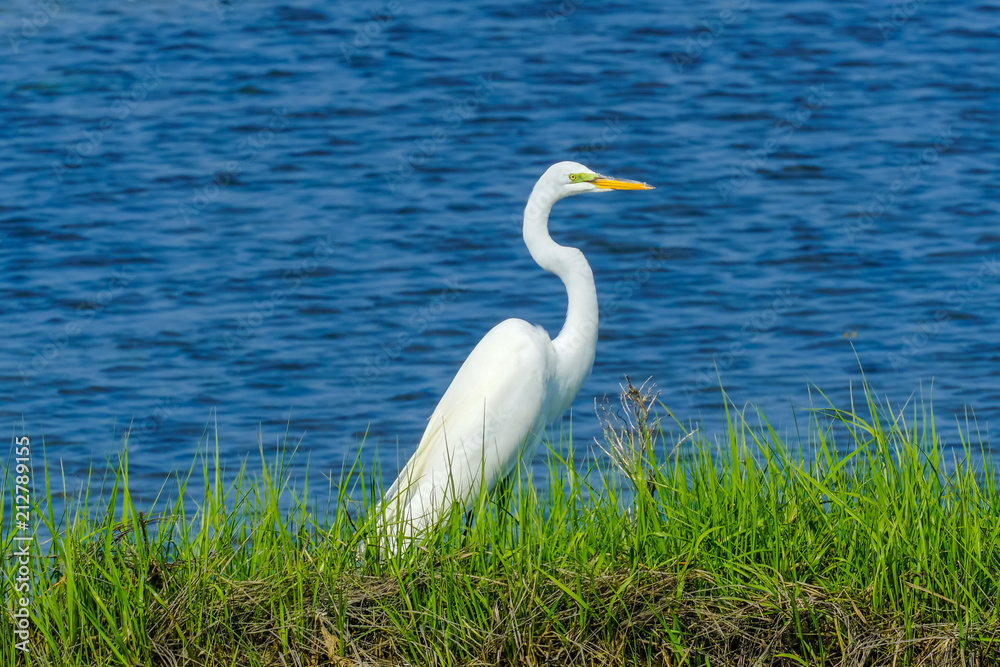 Great White Egret Padnaram Green Salt Water Marsh Dartmouth Massachusetts