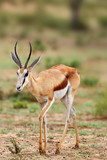 The springbok (Antidorcas marsupialis) , portrait of the young antelope.