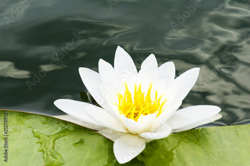 Close-up of White lilly on lake with green leaves