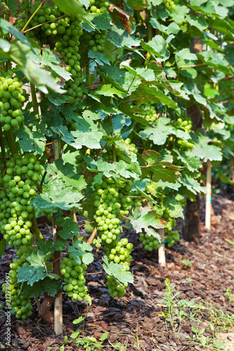 Grape in vineyards
