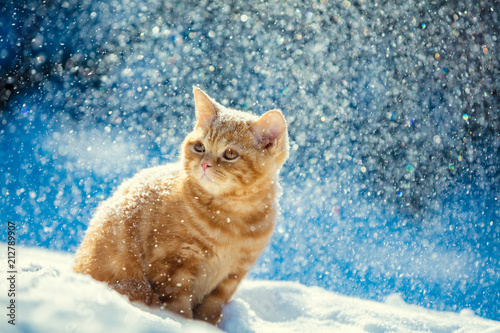 Fototapeta Naklejka Na Ścianę i Meble -  Red kitten sitting outdoors in snow in winter in blizzard