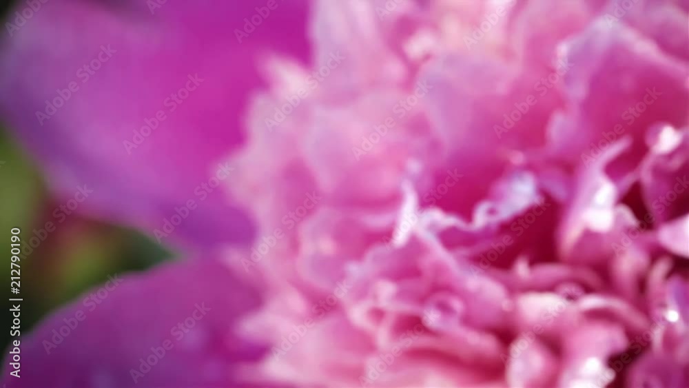 Slow motion. Macro of a lush blooming flower on a Sunny day Slow motion. Macro of a lush blooming flower on a Sunny day