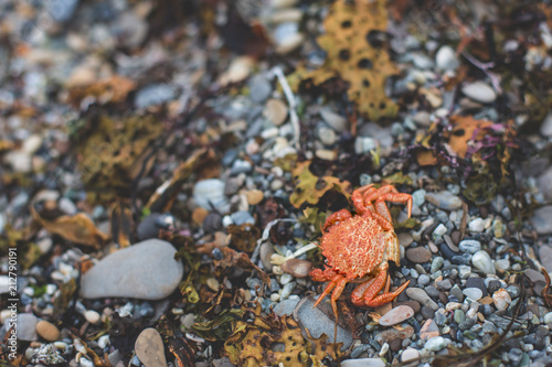 Close-up Image of dry dead red crab on the pebble beach