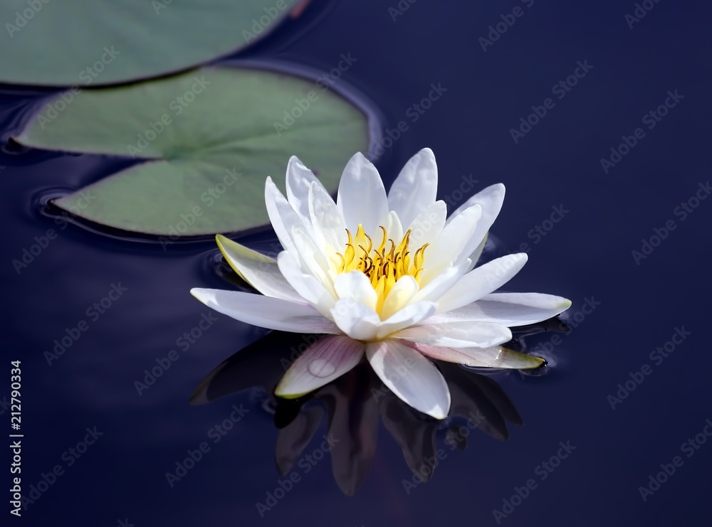 white lotus lily flower on water white lotus lily flower on water