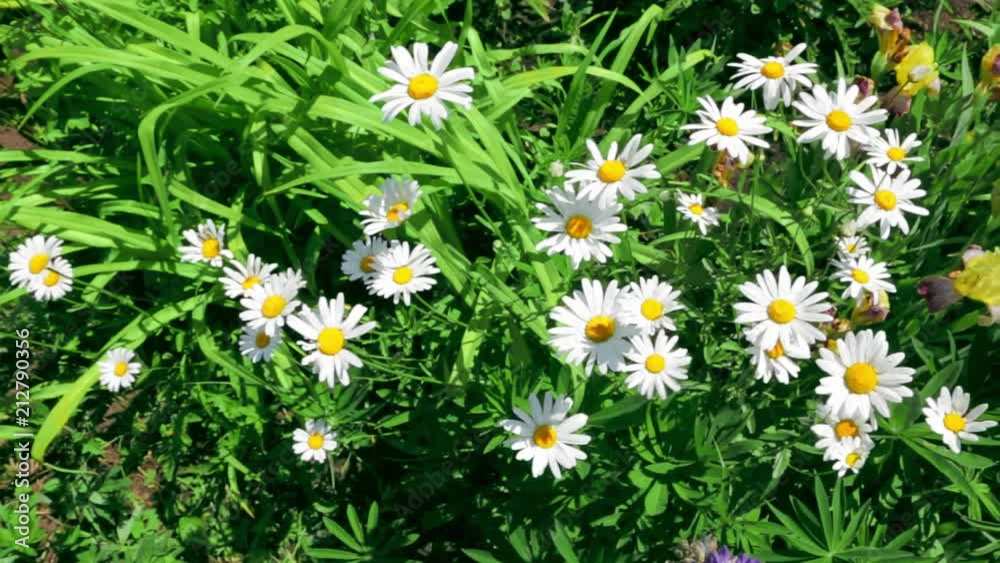 Slow motion with audio. Blooming flowers on a background of fresh green grass on a Sunny day. Slow motion with audio. Blooming flowers on a background of fresh green grass on a Sunny day.