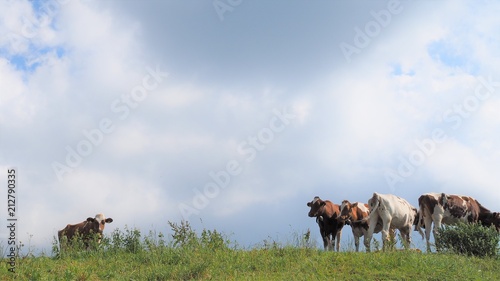 Fototapeta Naklejka Na Ścianę i Meble -  Vaches dans les Alpes fribourgeoises