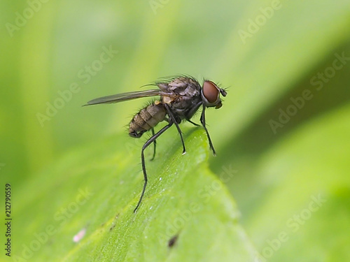 close-up of a beautiful and big black fly