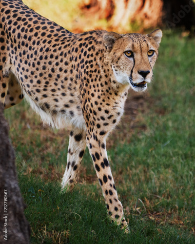 Cheetah on the Prowl