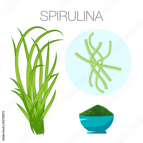 Set of spirulina algae, tablets, pills, powder and cells