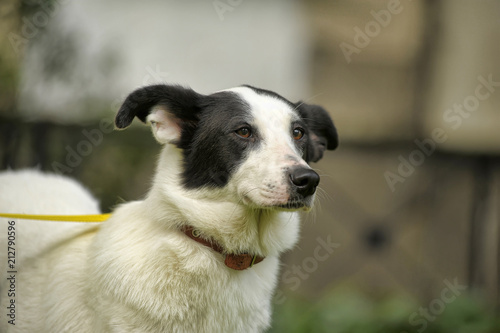 White dog with black spots on the nature.
