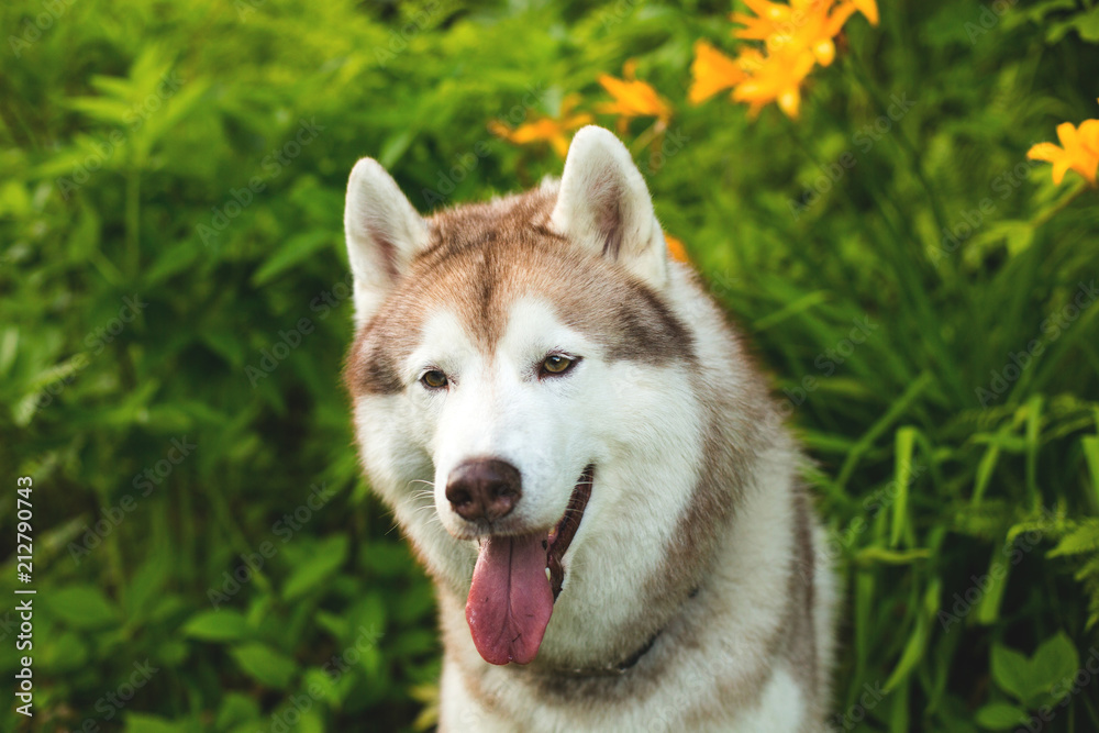 Portrait of cute beige dog breed siberian husky with tonque hanging out sitting in green grass and orange wild lilies