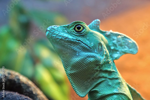portrait basiliscus plumifrons closeup