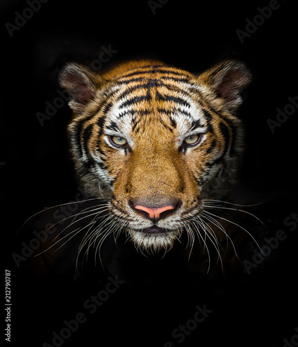 Tiger head on black 