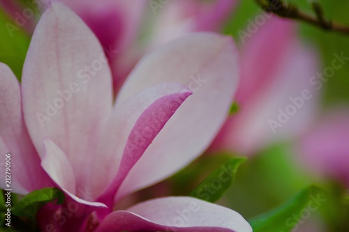 Beautiful pink magnolia flowers with green leaves