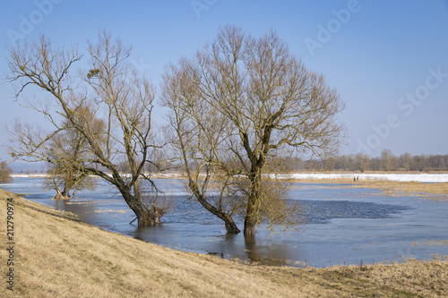 Winter at the Oder River in February.